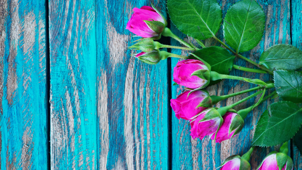 Flowers BG &raquo; Flowers BG